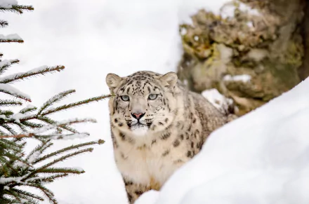 stare Animal snow leopard HD Desktop Wallpaper | Background Image