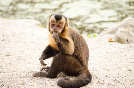 Capuchin monkey (primate, animal) sitting on sandy ground, hand to mouth; 2K Quad HD PC desktop wallpaper and background.