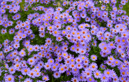 purple flower nature flower HD Desktop Wallpaper | Background Image
