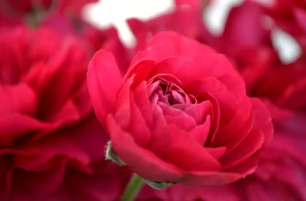 Macro HD desktop wallpaper of a pink ranunculus flower with layered petals in sharp focus against a soft red-pink floral background.