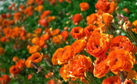 Vibrant orange ranunculus flowers in full bloom against a blurred green background, captured in high definition as a PC desktop wallpaper.