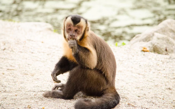 Capuchin monkey (primate, animal) sitting on sandy ground, hand to mouth; 2K Quad HD PC desktop wallpaper and background.