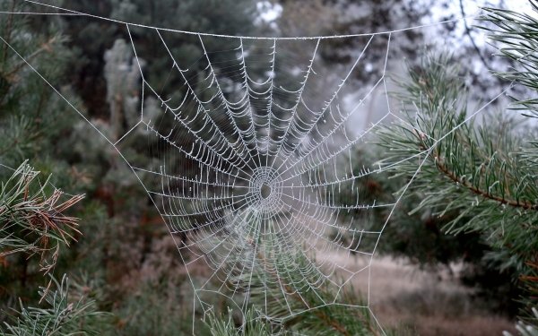 Photography Spider Web Macro HD Wallpaper | Background Image