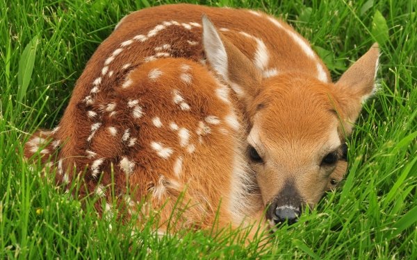 Animal Deer Fawn Resting Cute Baby Animal HD Wallpaper | Background Image