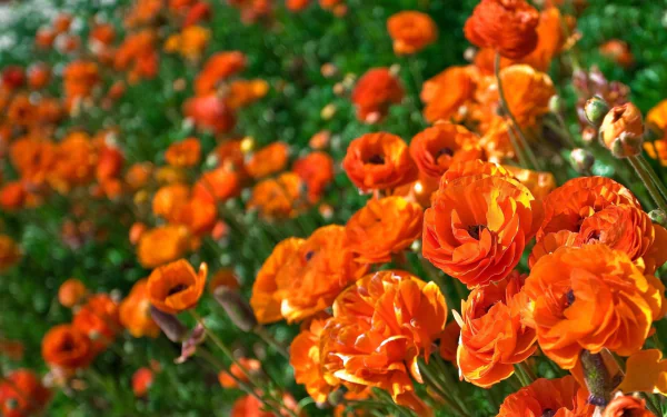 Vibrant orange ranunculus flowers in full bloom against a blurred green background, captured in high definition as a PC desktop wallpaper.