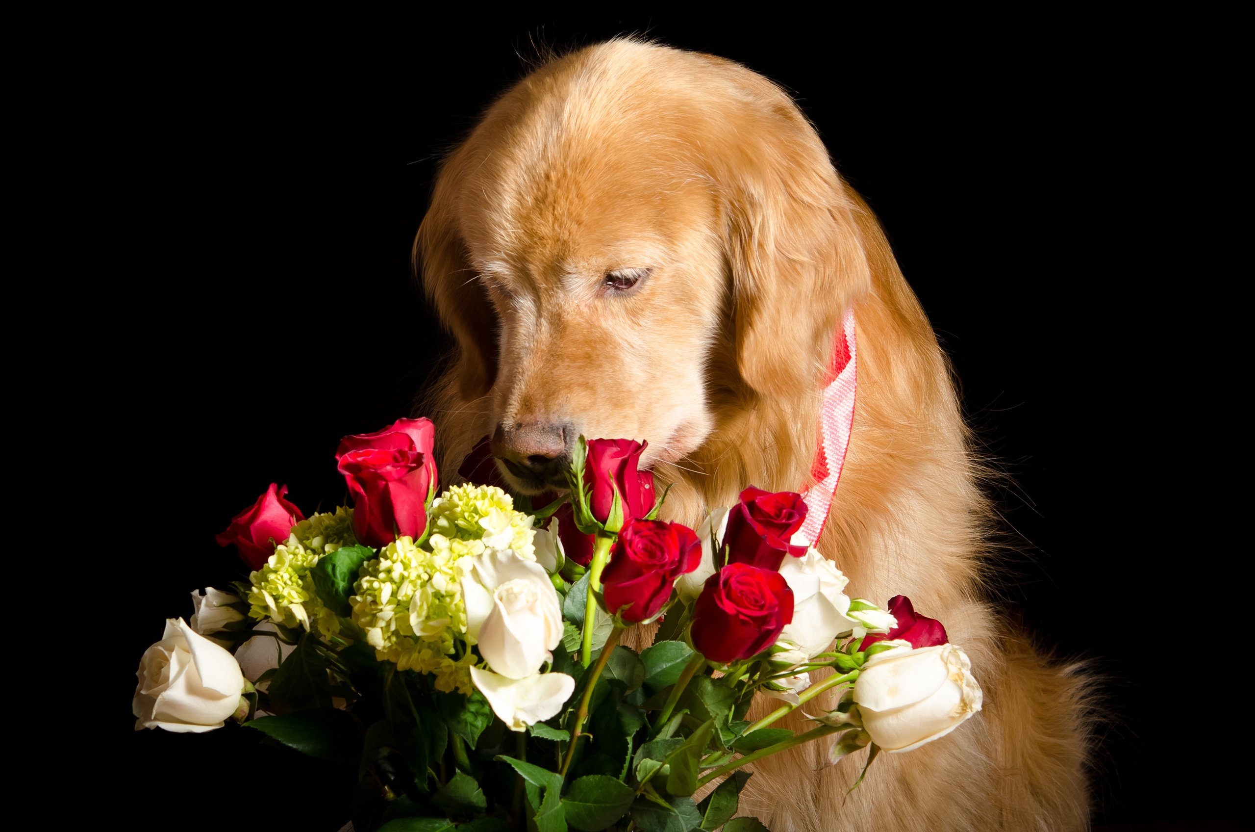 Download Rose Flower Dog Animal Golden Retriever HD Wallpaper