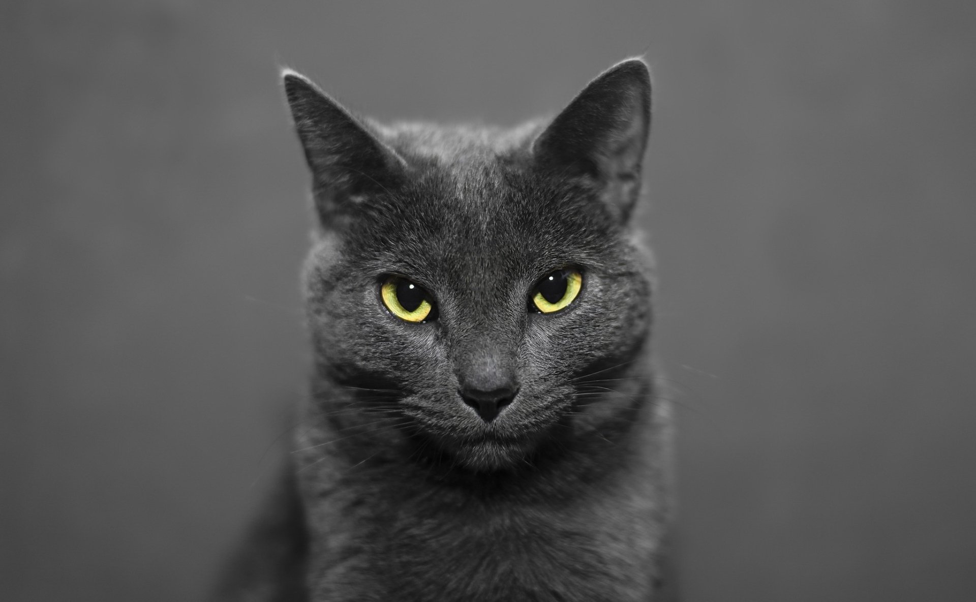 HD desktop wallpaper featuring a gray cat with piercing yellow eyes staring directly at the viewer, set against a muted gray background.