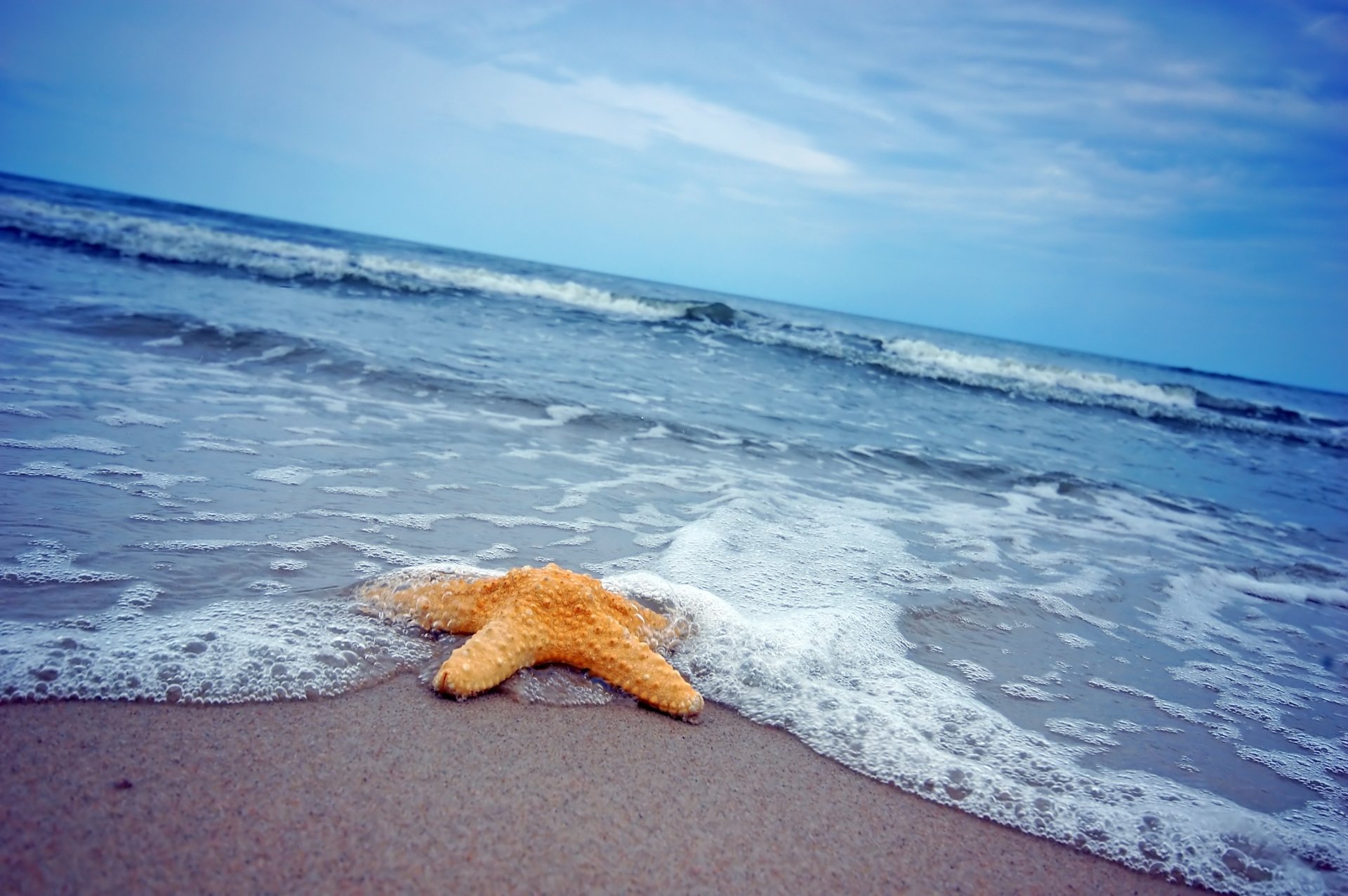 2K Quad HD PC desktop wallpaper — orange starfish (animal) on wet sand as ocean waves lap toward the horizon under a blue sky