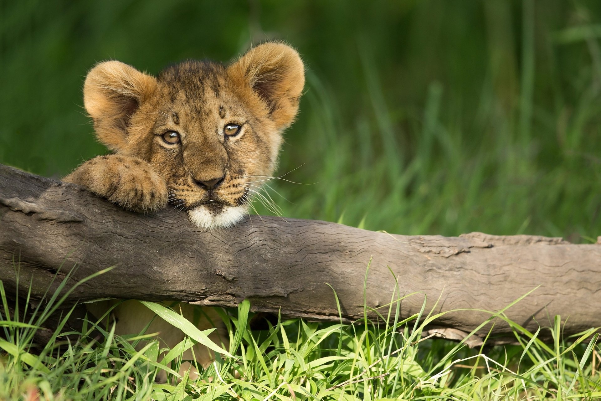HD desktop wallpaper featuring a lion cub resting its head on a log, surrounded by green grass in natural light.