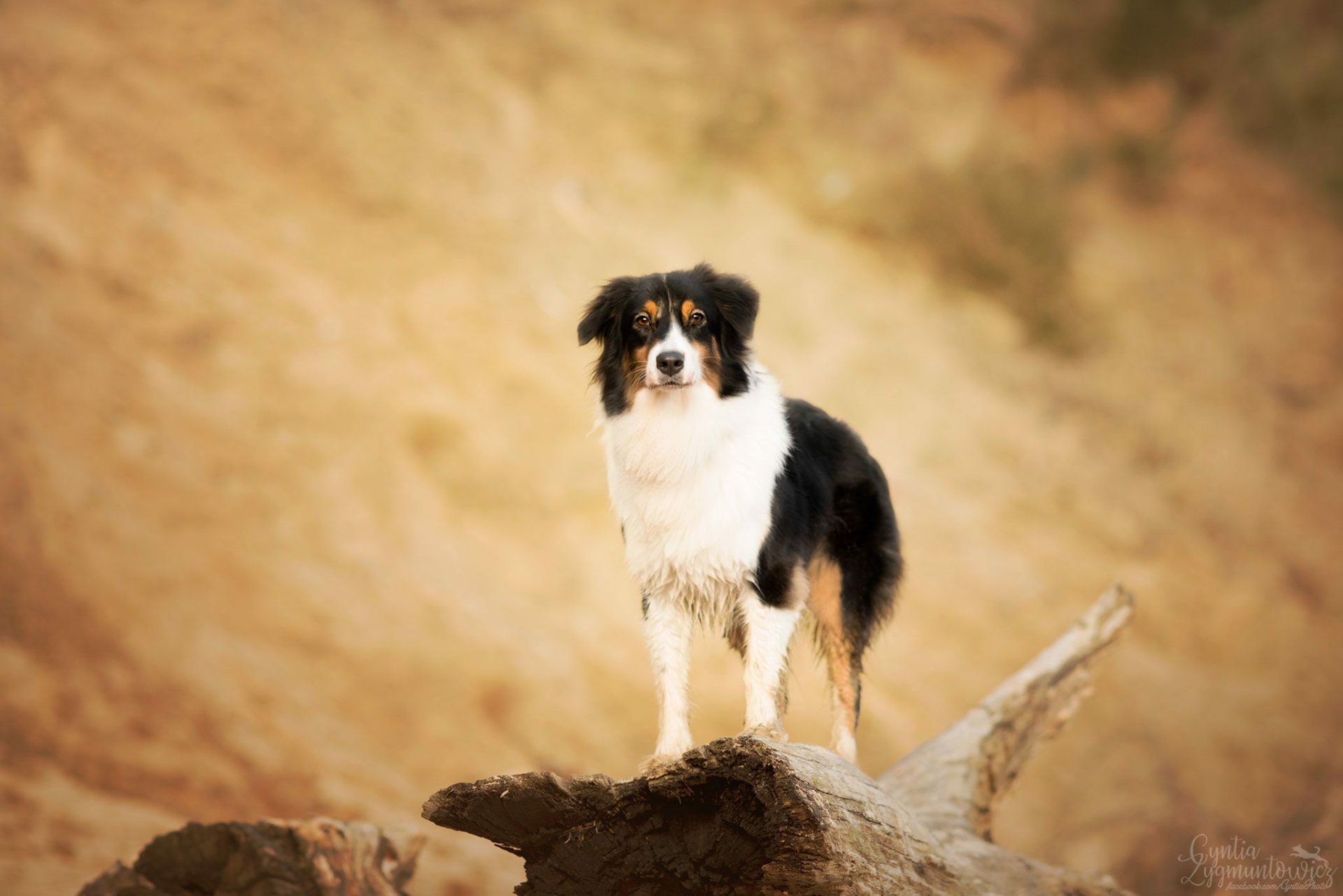Download Animal Australian Shepherd HD Wallpaper by Cyntia Zygmuntowicz