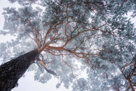 HD desktop wallpaper showcasing towering tree branches and treetops framed against a misty sky, highlighting the serene beauty of nature.