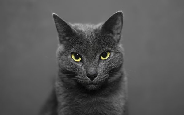 Animal Cat Stare HD Wallpaper | Background Image