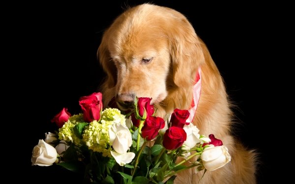 Animal Golden Retriever Dogs Dog Flower Rose HD Wallpaper | Background Image