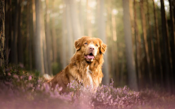 HD desktop wallpaper featuring a Nova Scotia Duck Tolling Retriever in a forest with soft depth of field and purple wildflowers in the foreground.