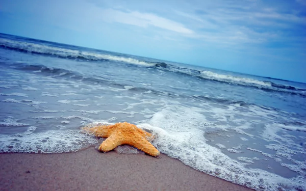 2K Quad HD PC desktop wallpaper — orange starfish (animal) on wet sand as ocean waves lap toward the horizon under a blue sky
