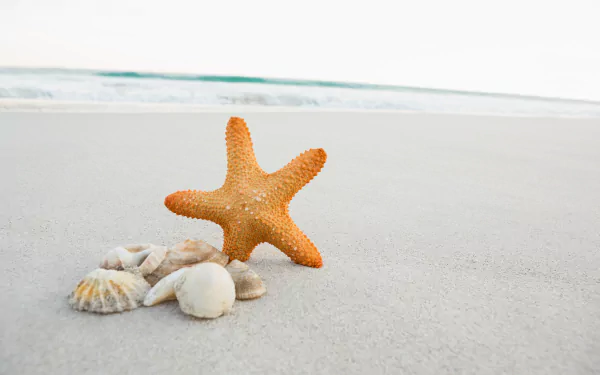 A 4K Ultra HD desktop wallpaper featuring a starfish and seashells resting on smooth beach sand with the ocean in the background.