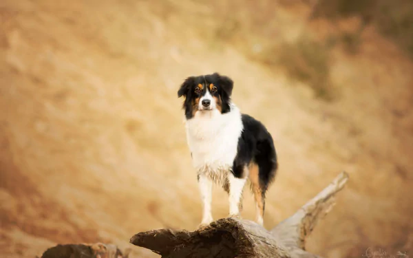 Animal australian shepherd HD Desktop Wallpaper | Background Image