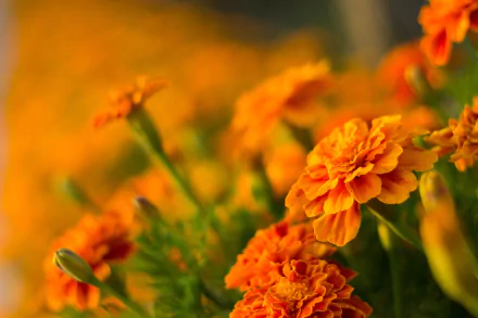 Vibrant orange marigold flowers in full bloom, showcasing delicate petals and lush green foliage, captured in stunning HD for a nature-inspired desktop wallpaper.