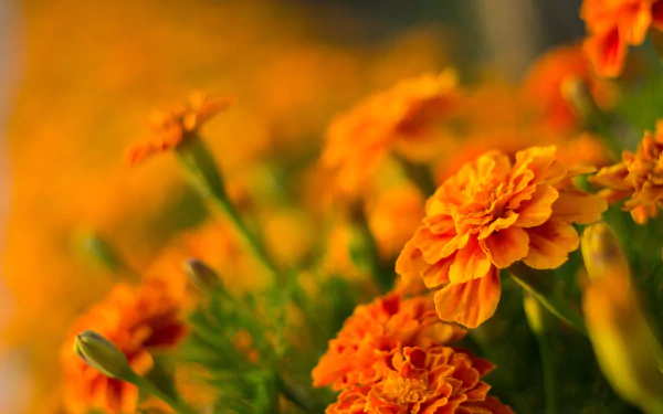 Vibrant orange marigold flowers in full bloom, showcasing delicate petals and lush green foliage, captured in stunning HD for a nature-inspired desktop wallpaper.