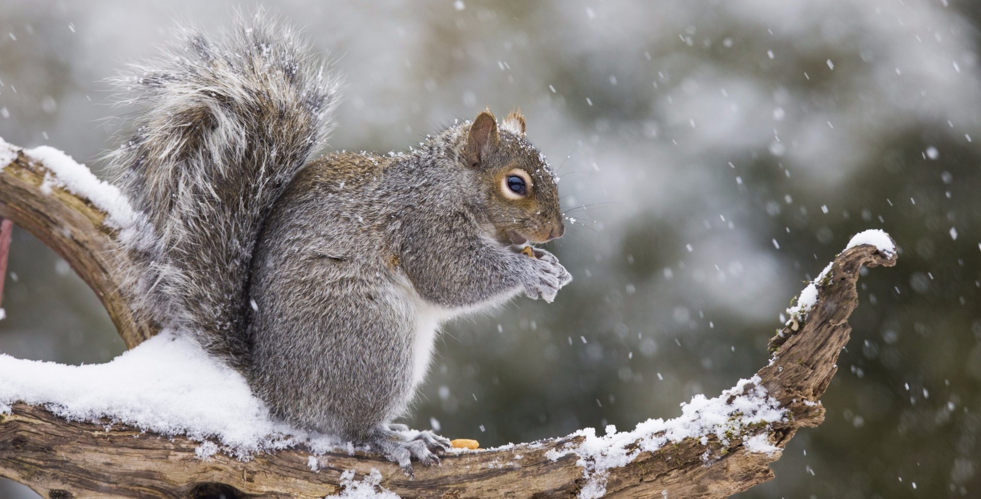 A 4K Ultra HD winter scene of a squirrel rodent perched on a snow-covered branch during a gentle snowfall.