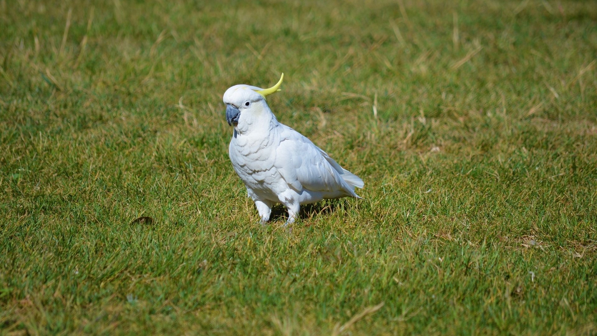 Sulphur-crested Cockatoo in Lithgow Australia by lonewolf6738
