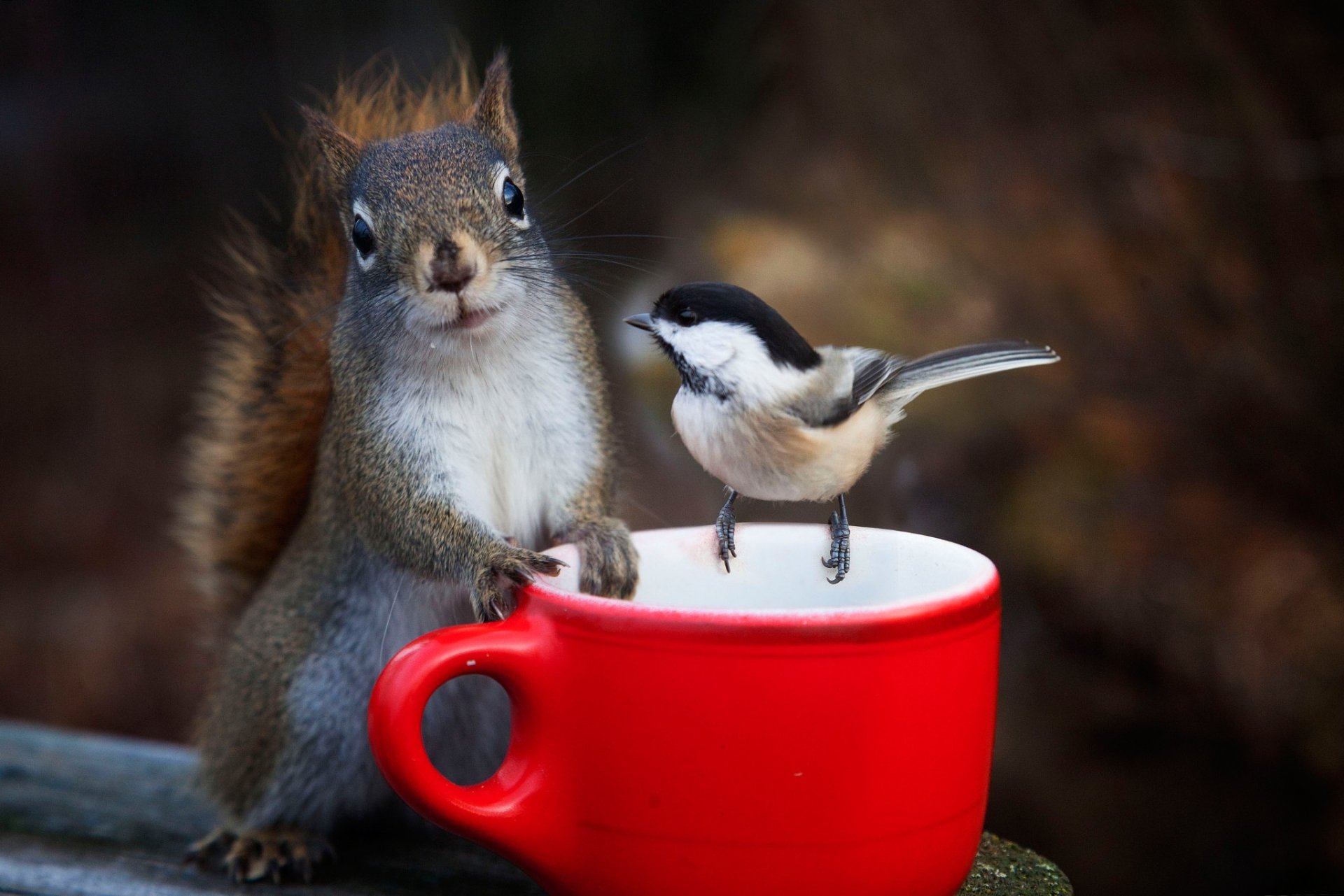 A chickadee bird and a squirrel rodent interact on and near a vibrant red cup in this HD desktop wallpaper background.