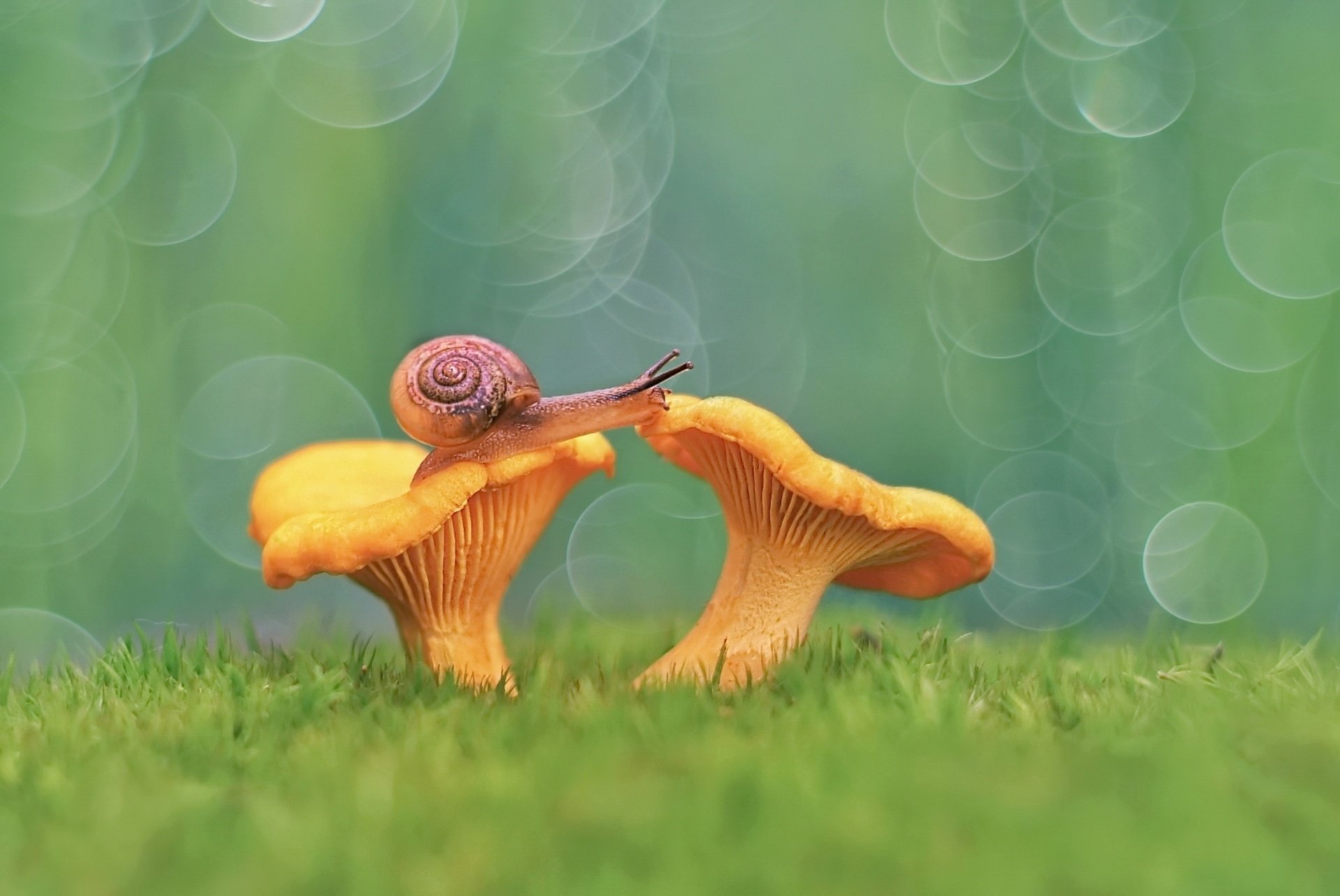 Snail Hd Desktop Wallpaper Snail Wallpapers Wallpaper Cave