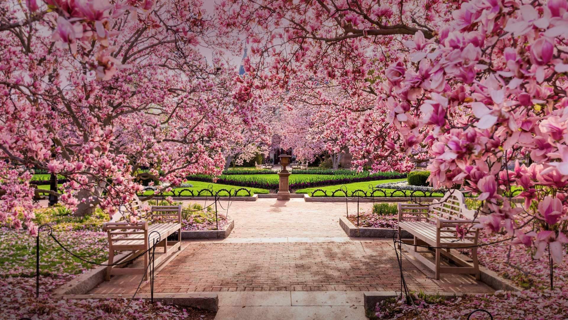 Download Blossom Pink Flower Flower Spring Bench Photography Park HD