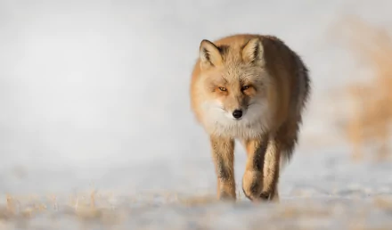 depth of field Animal fox HD Desktop Wallpaper | Background Image