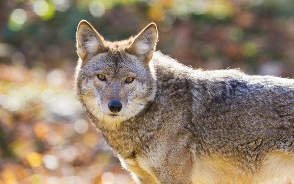 Animal Coyote Bokeh Stare HD Wallpaper | Background Image