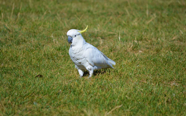  Sulphur-crested Cockatoo in Lithgow Australia
