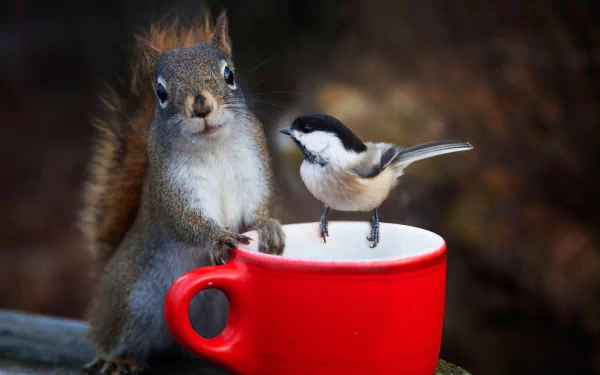 A chickadee bird and a squirrel rodent interact on and near a vibrant red cup in this HD desktop wallpaper background.