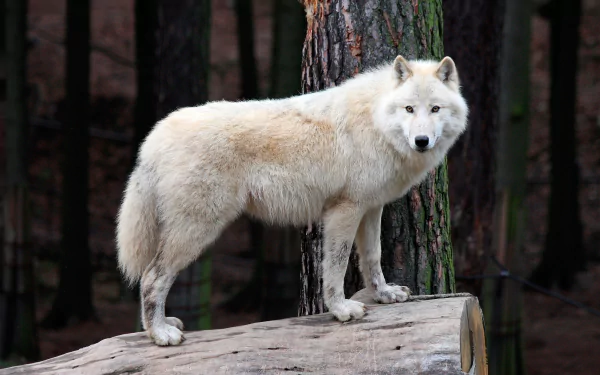A majestic white wolf standing on a log in a forest, captured in high definition for a PC desktop wallpaper background.