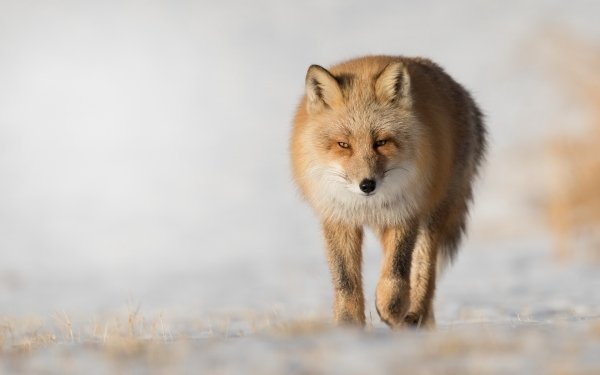 Animal Fox Depth Of Field HD Wallpaper | Background Image