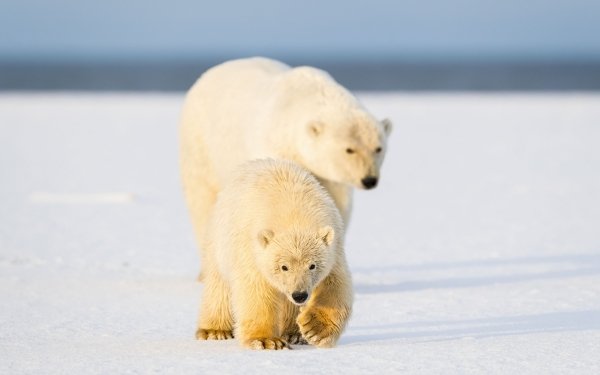 Animal Polar Bear Bears Cub Baby Animal Depth Of Field HD Wallpaper | Background Image