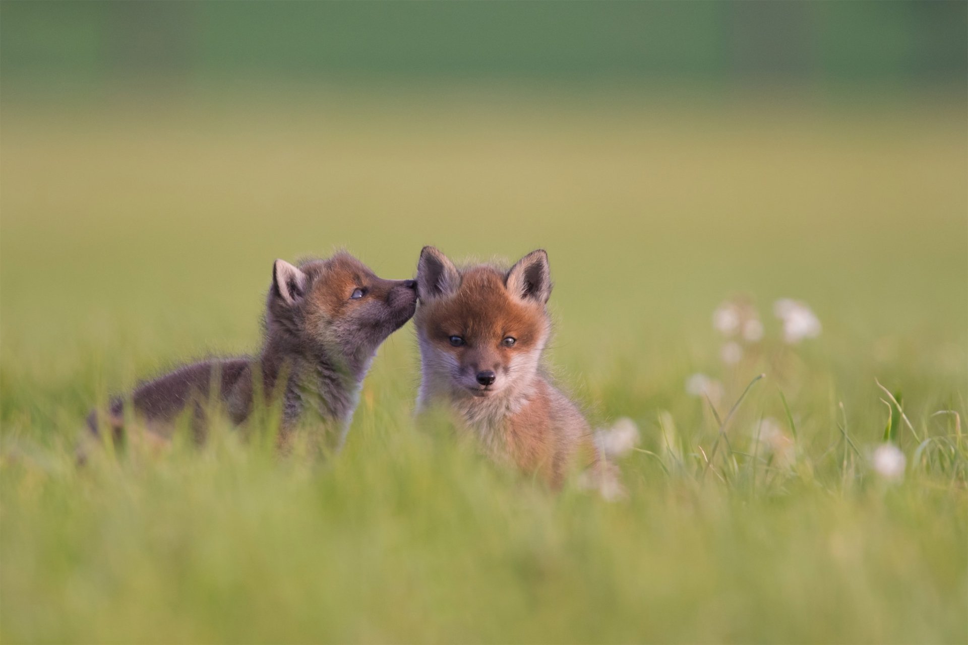 HD PC desktop wallpaper: two fox cubs, baby animals, nestled in green grass with a soft-focus meadow background.