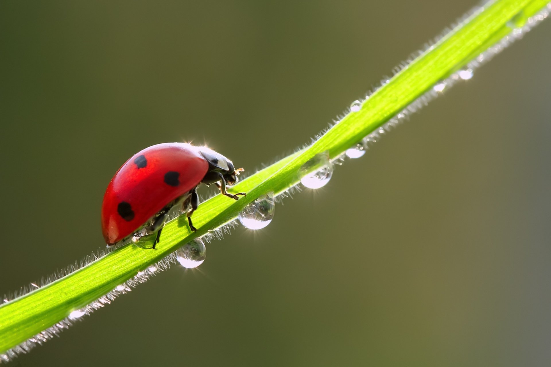 Ladybug HD Wallpaper