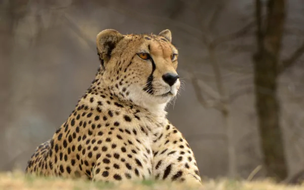 Animal cheetah HD Desktop Wallpaper | Background Image
