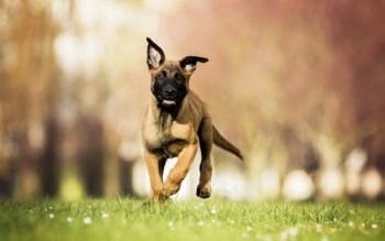 14 Belgian Malinois Hd Wallpapers Background Images Wallpaper