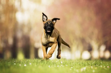 A Belgian Malinois puppy runs joyfully on grass with a soft, blurred background highlighting depth of field in this HD desktop wallpaper.