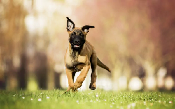 A Belgian Malinois puppy runs joyfully on grass with a soft, blurred background highlighting depth of field in this HD desktop wallpaper.