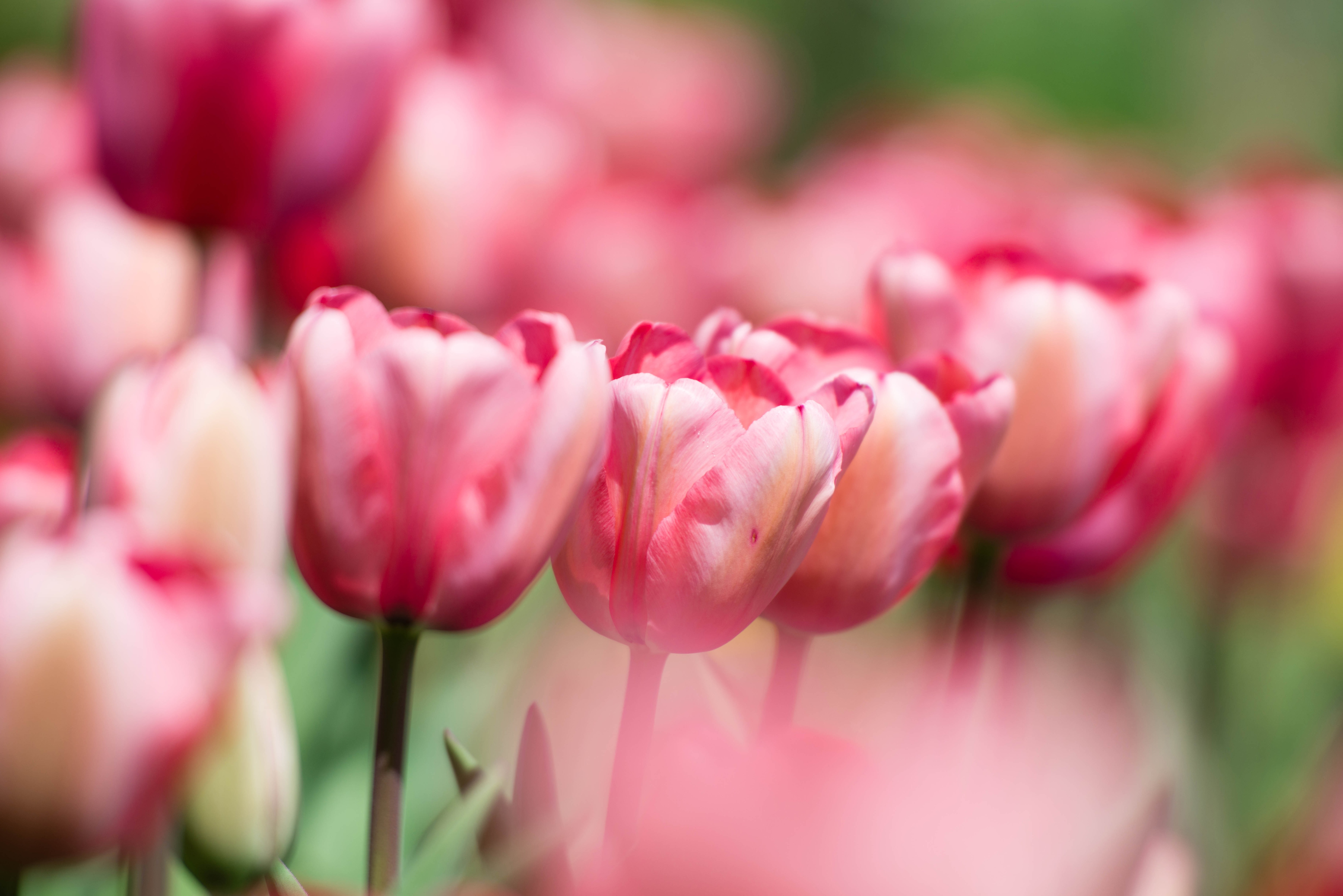 Download Pink Flower Macro Flower Nature Tulip 4k Ultra HD Wallpaper