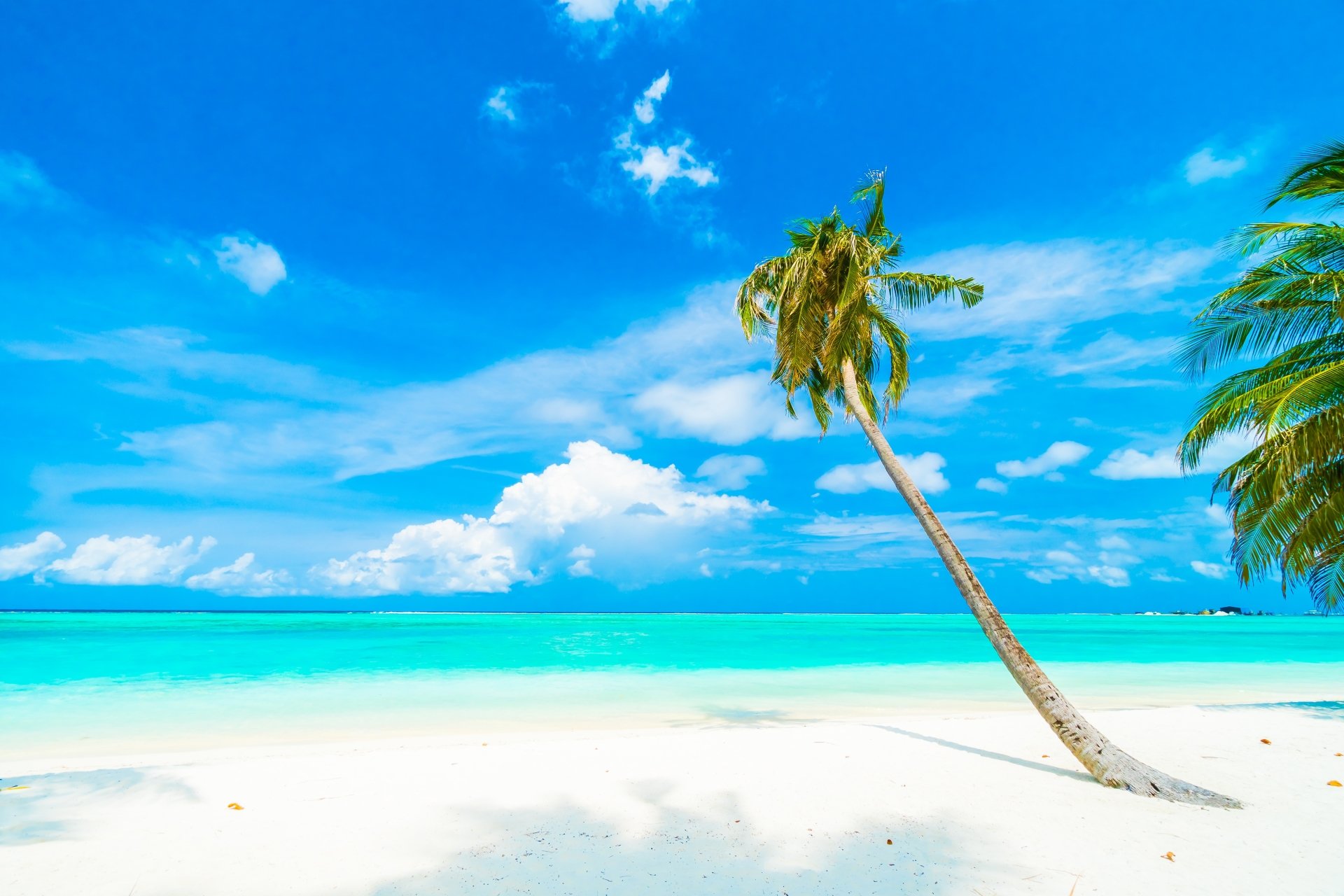 Download Tropical Cloud Sky Horizon Palm Tree Nature Ocean Tree 4k ...