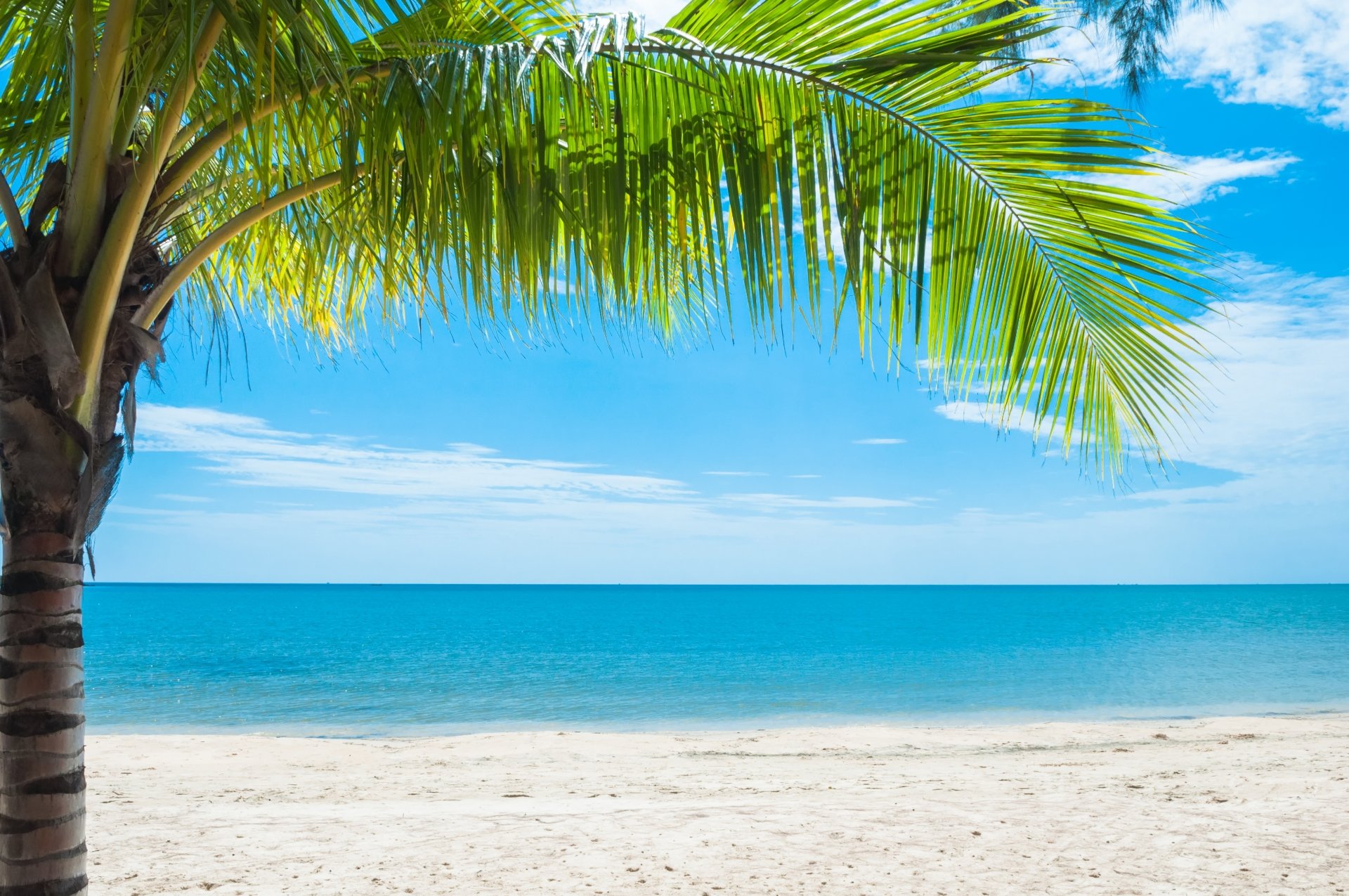 Download Tropical Horizon Palm Tree Sand Nature Ocean Tree 4k Ultra HD ...