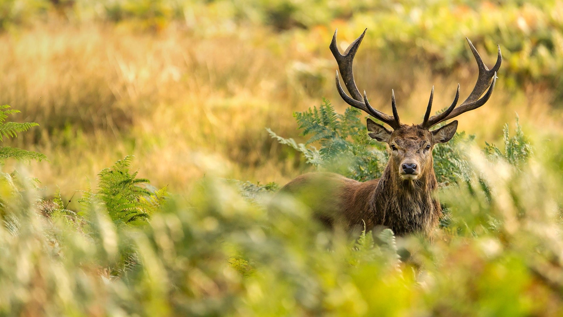 Stag locking a steady stare through blurred foreground foliage, shallow depth of field — a vibrant HD PC desktop wallpaper of a deer in golden grass.