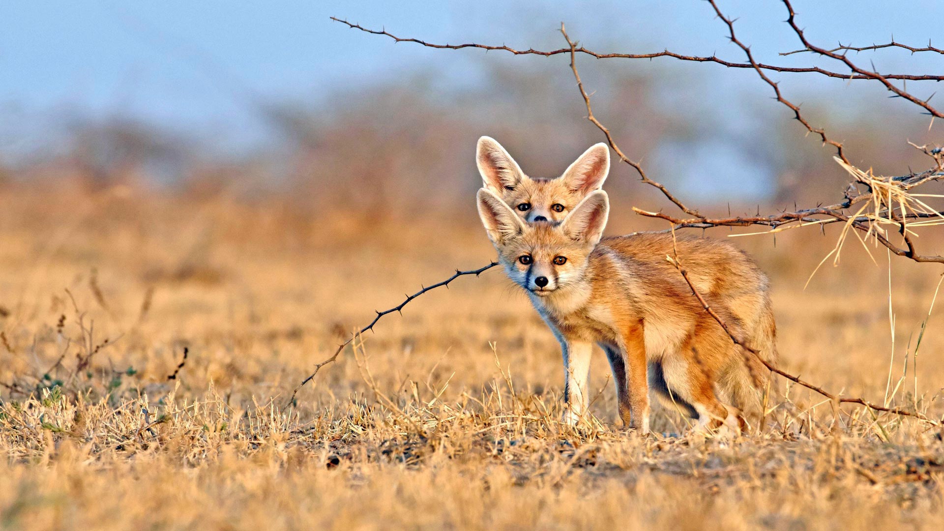 Fennec Fox HD Wallpaper | Background Image | 1920x1080