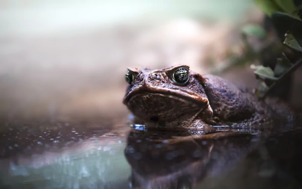 water amphibian reflection Animal toad HD Desktop Wallpaper | Background Image