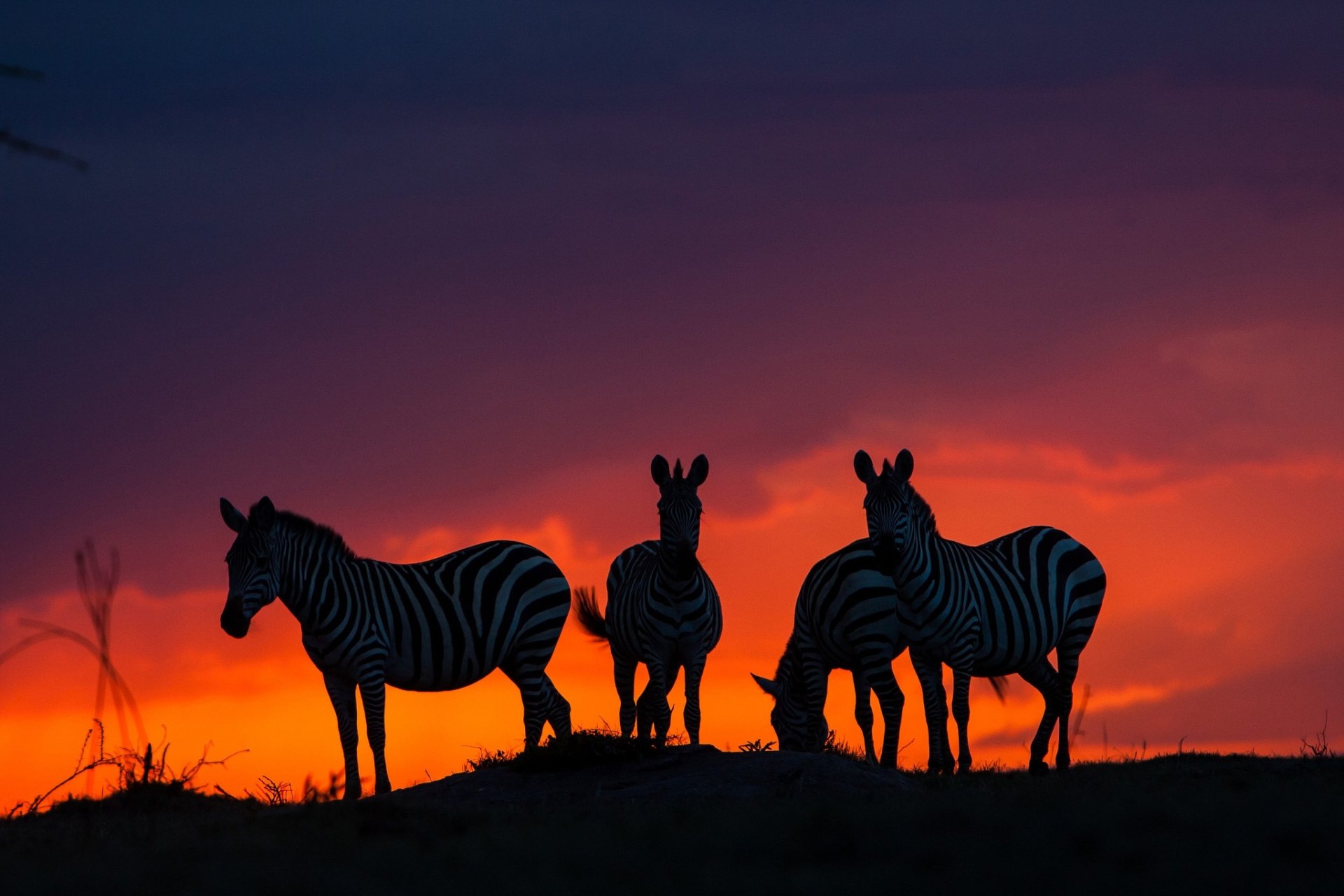 Download Sunset Animal Zebra HD Wallpaper