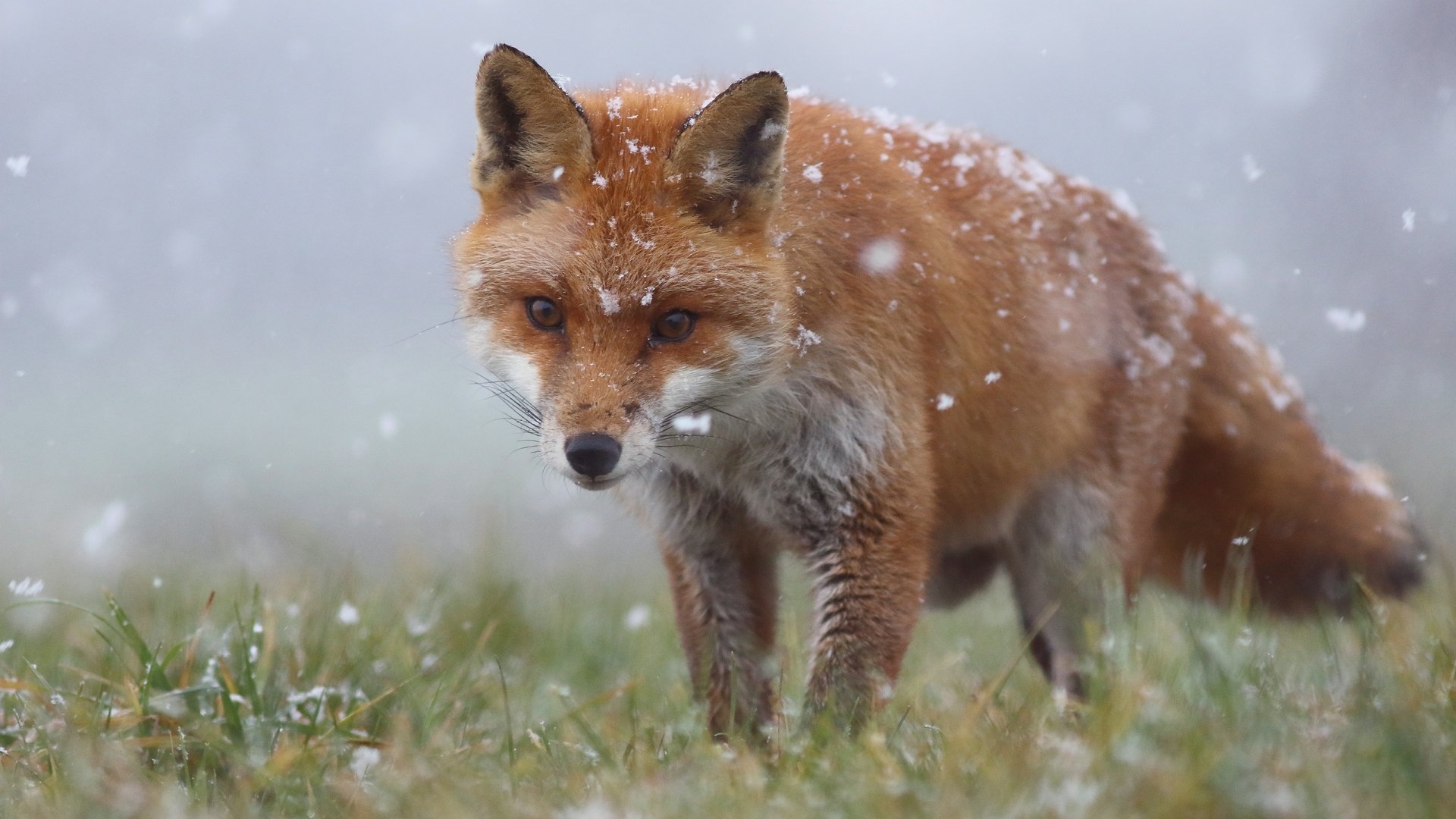 Red fox walking through falling snow over grass, snowflakes on its coat, soft blurred background, presented as a 2K Quad HD PC desktop wallpaper/background.