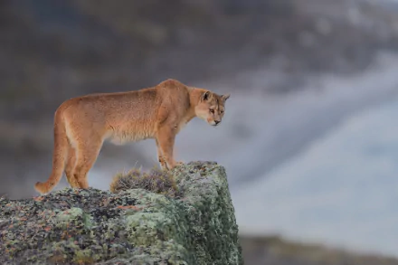 A majestic cougar stands confidently on a rocky ledge, overlooking a serene landscape, creating a striking HD wallpaper for nature lovers.